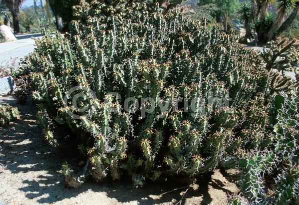 Yellow blooms; Evergreen; Needles or needle-like leaf