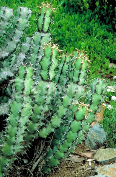 Yellow blooms; Evergreen; Needles or needle-like leaf