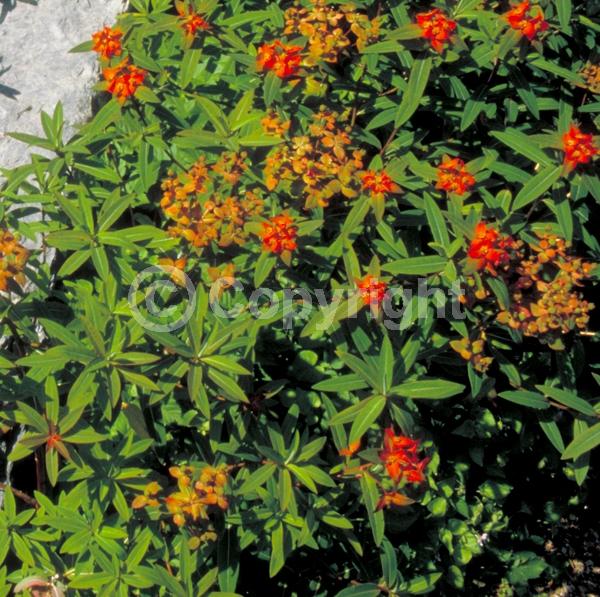 Red blooms; Deciduous; Broadleaf