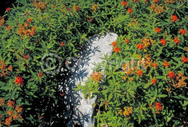 Red blooms; Deciduous; Broadleaf