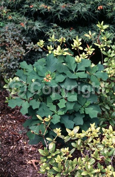 Red blooms; North American Native