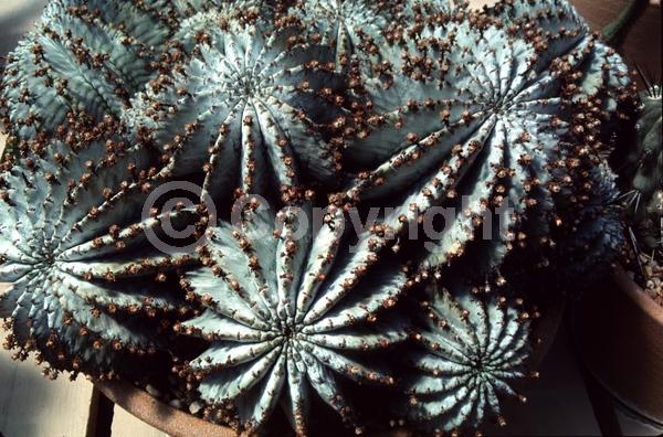 Purple blooms; Evergreen; Needles or needle-like leaf