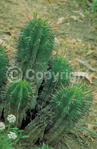 Purple blooms; Evergreen; Needles or needle-like leaf