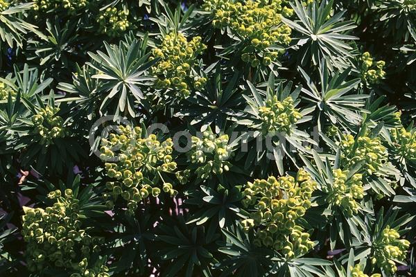 Yellow blooms; Green blooms