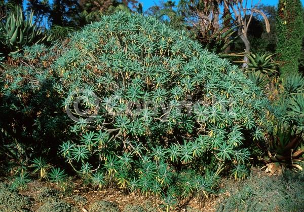 Yellow blooms; Green blooms