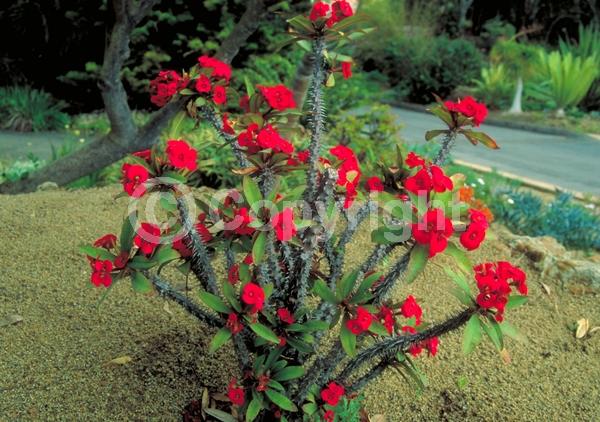 Red blooms; Yellow blooms; White blooms; Pink blooms; Evergreen