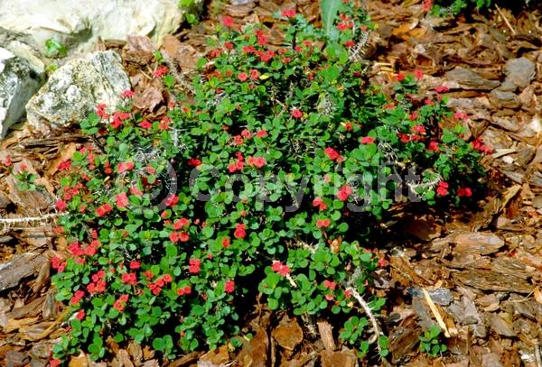 Red blooms; Yellow blooms; White blooms; Pink blooms; Evergreen