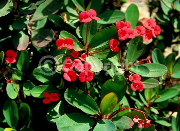 Red blooms; Yellow blooms; White blooms; Pink blooms; Evergreen