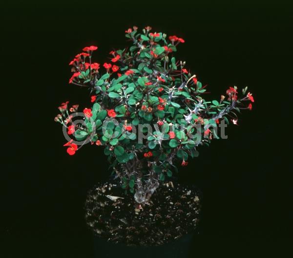 Red blooms; Evergreen