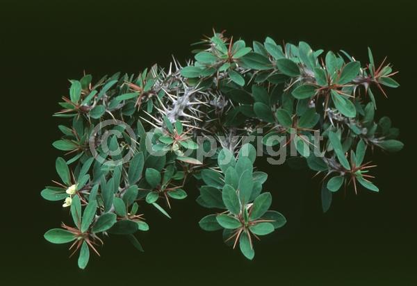 Yellow blooms; Evergreen