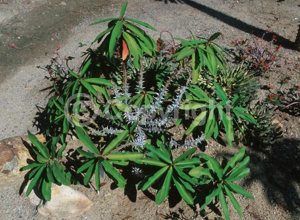 Red blooms; Semi-evergreen