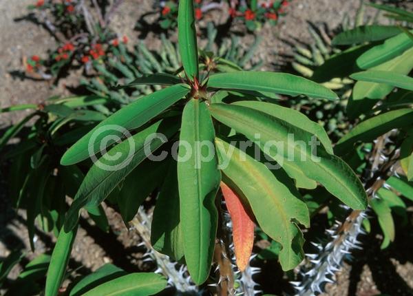 Red blooms; Semi-evergreen
