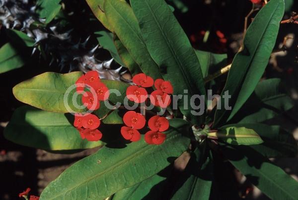 Red blooms; Semi-evergreen