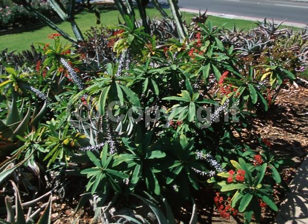 Red blooms; Semi-evergreen