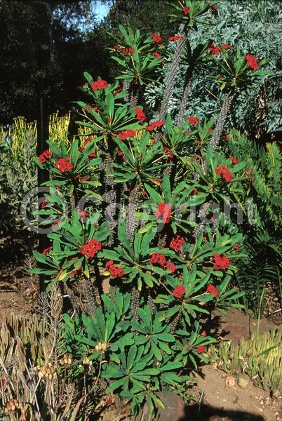 Red blooms; Semi-evergreen