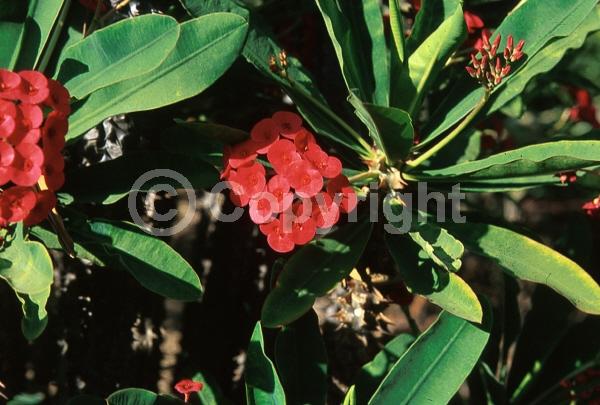 Red blooms; Semi-evergreen
