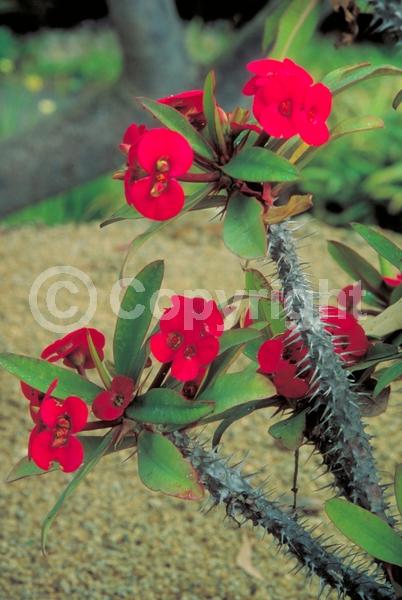 Red blooms; Yellow blooms; White blooms; Pink blooms; Evergreen