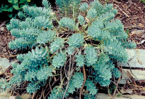 Yellow blooms; Deciduous; Broadleaf