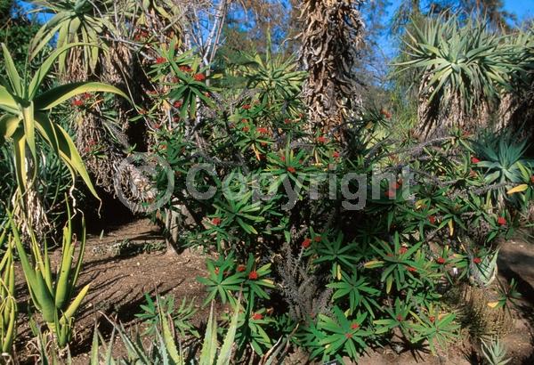 Red blooms; Pink blooms; Evergreen; Needles or needle-like leaf