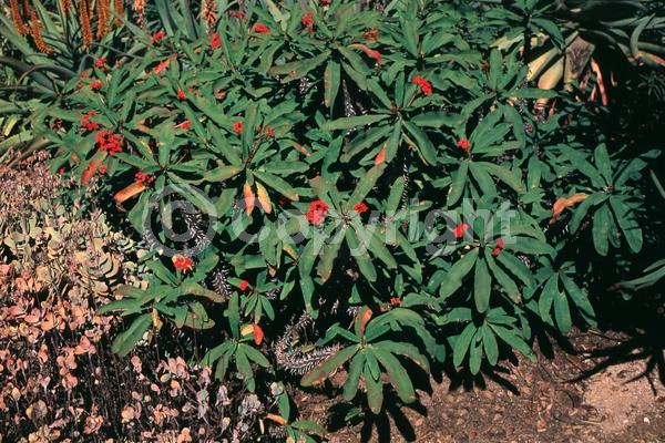 Red blooms; Pink blooms; Evergreen; Needles or needle-like leaf