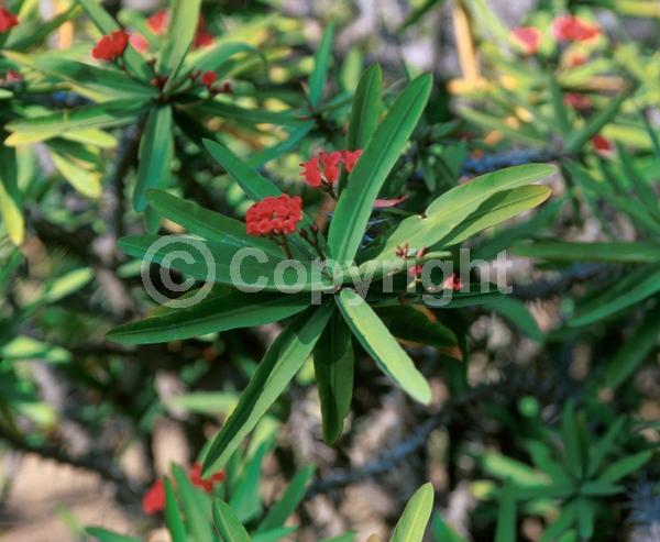 Red blooms; Pink blooms; Evergreen; Needles or needle-like leaf