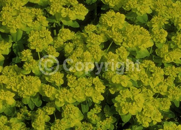 Yellow blooms; Deciduous; Broadleaf
