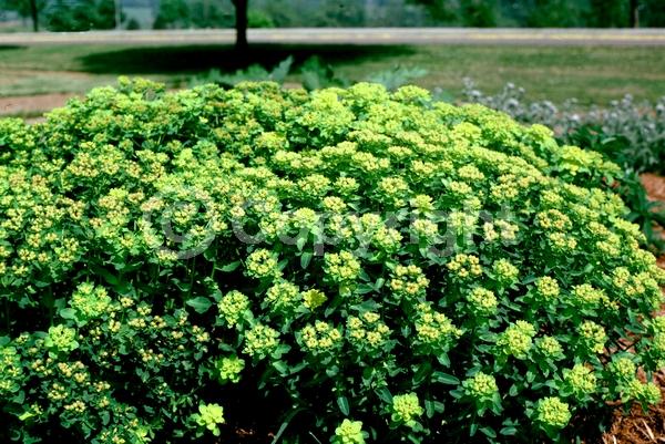 Yellow blooms; Deciduous; Broadleaf