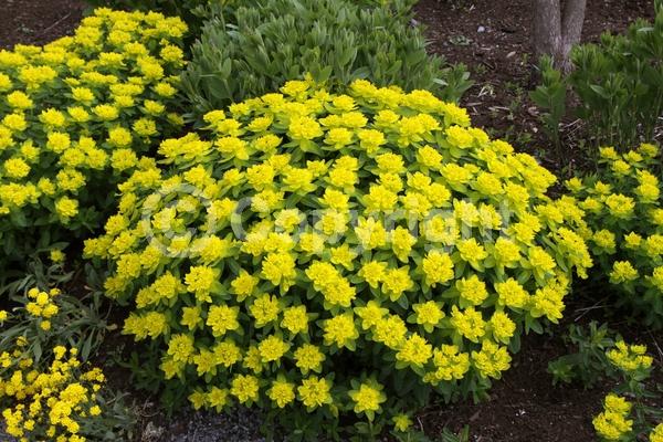 Yellow blooms; Deciduous; Broadleaf