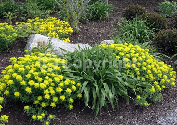 Yellow blooms; Deciduous; Broadleaf