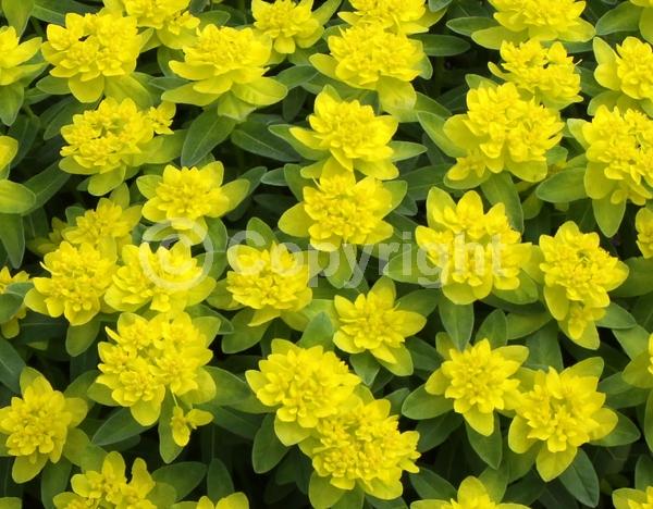 Yellow blooms; Deciduous; Broadleaf