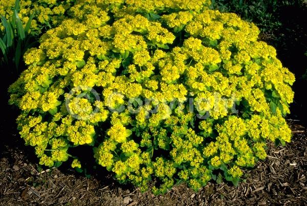 Yellow blooms; Deciduous; Broadleaf
