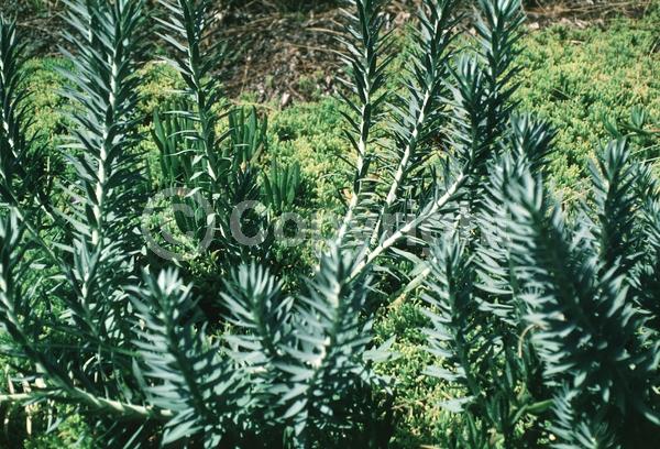 Yellow blooms; Pink blooms; Evergreen