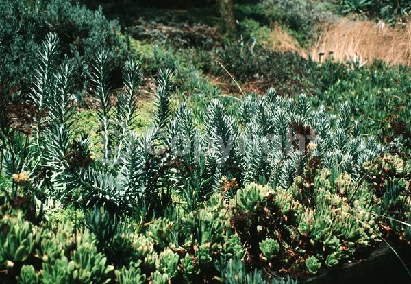 Yellow blooms; Pink blooms; Evergreen