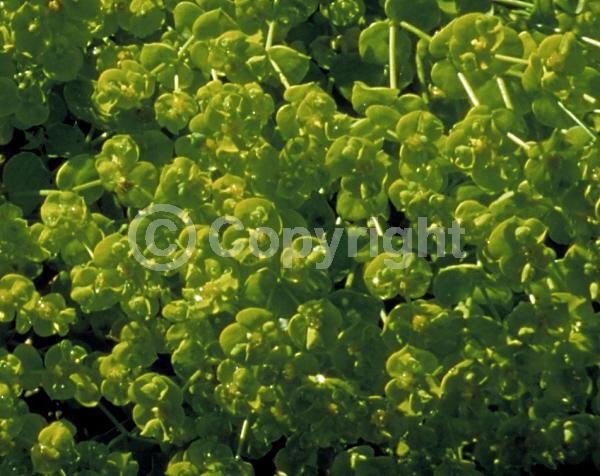 Yellow blooms; Deciduous; Broadleaf