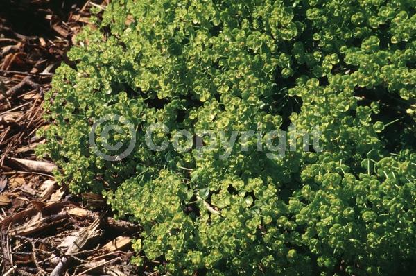 Yellow blooms; Deciduous; Broadleaf