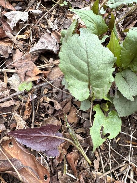 White blooms; Deciduous; Broadleaf; North American Native