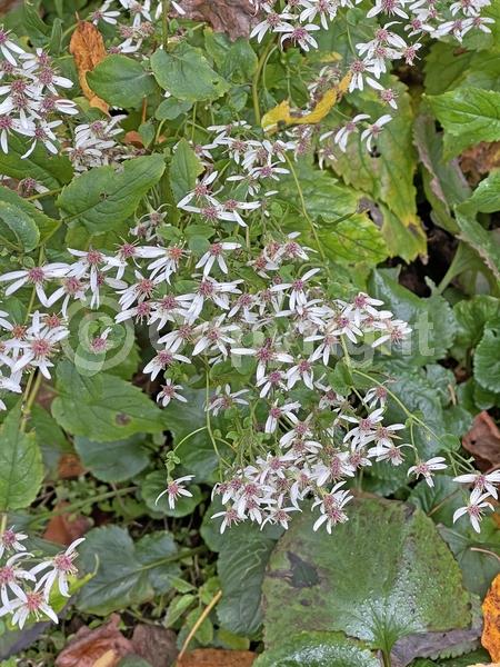 White blooms; Deciduous; Broadleaf; North American Native