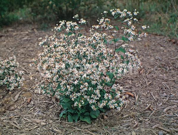 White blooms; Deciduous; Broadleaf; North American Native