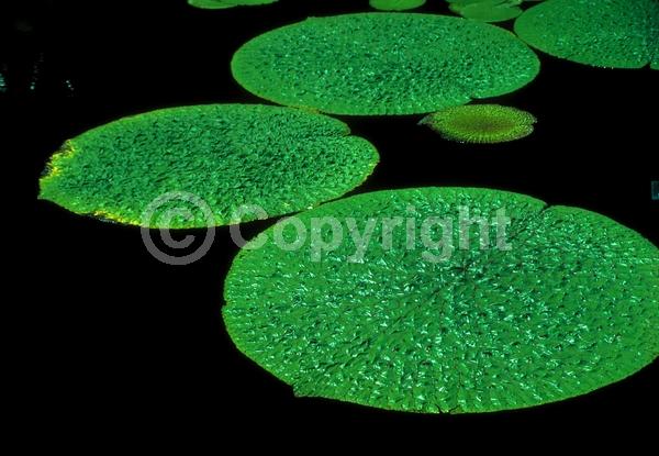 Red blooms; Purple blooms; Pink blooms; Lavender blooms; Evergreen