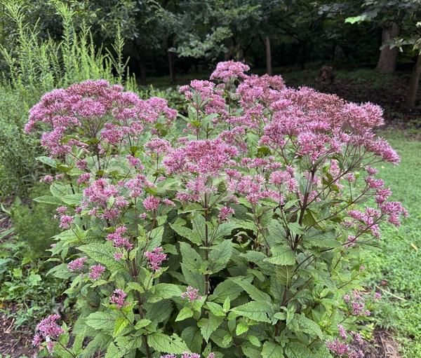 Pink blooms; North American Native