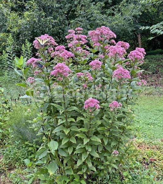 Pink blooms; North American Native