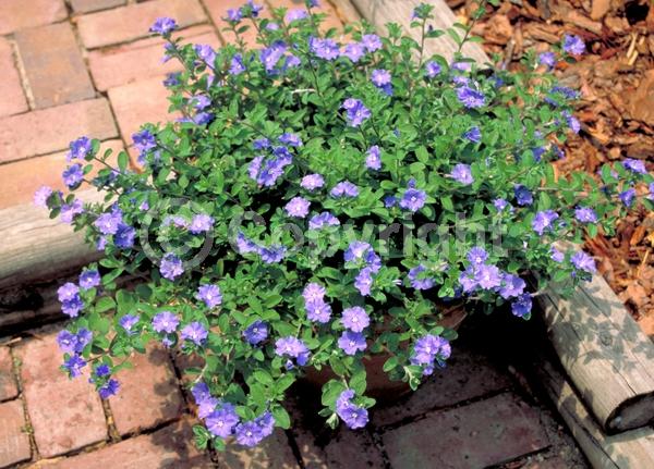 Blue blooms; Semi-evergreen