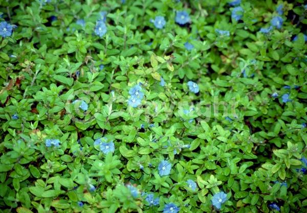 Blue blooms; Semi-evergreen