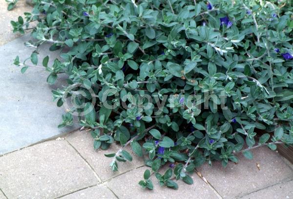 Blue blooms; Semi-evergreen