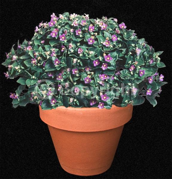 White blooms; Lavender blooms