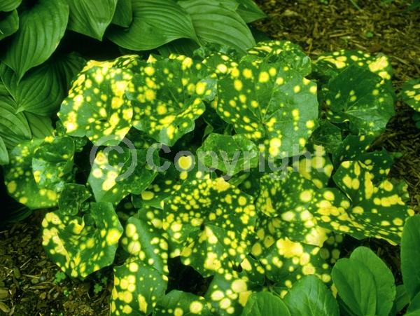 Yellow blooms; Deciduous; Broadleaf