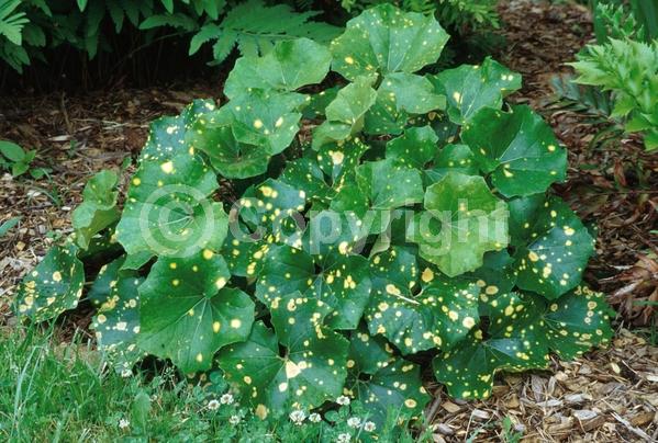 Yellow blooms; Deciduous; Broadleaf