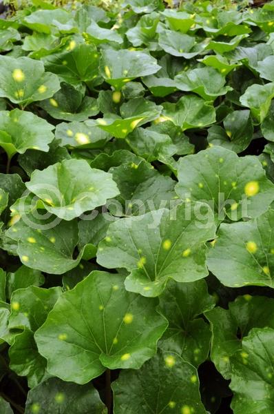 Yellow blooms; Deciduous; Broadleaf