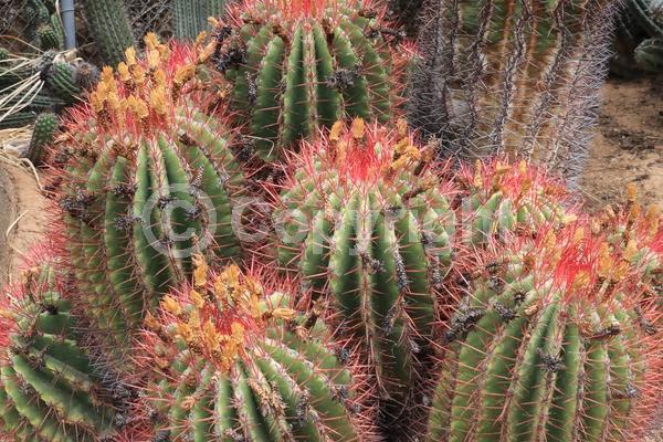 Red blooms; Orange blooms; Evergreen; North American Native