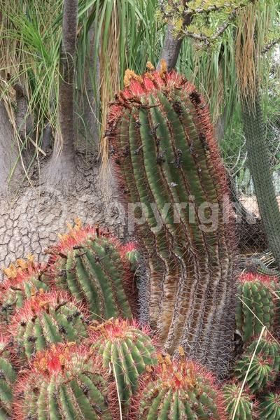 Red blooms; Orange blooms; Evergreen; North American Native